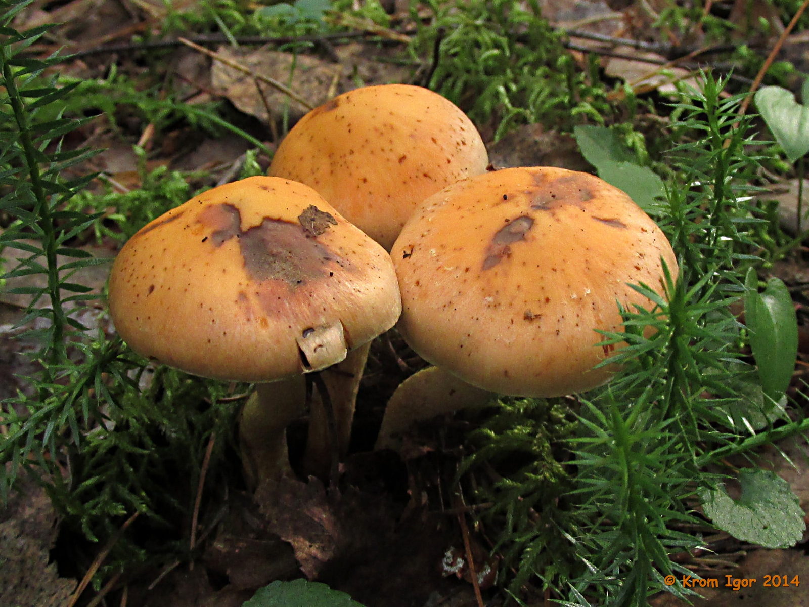 Pholiota_astragalina_18_KIY_20140806.jpg