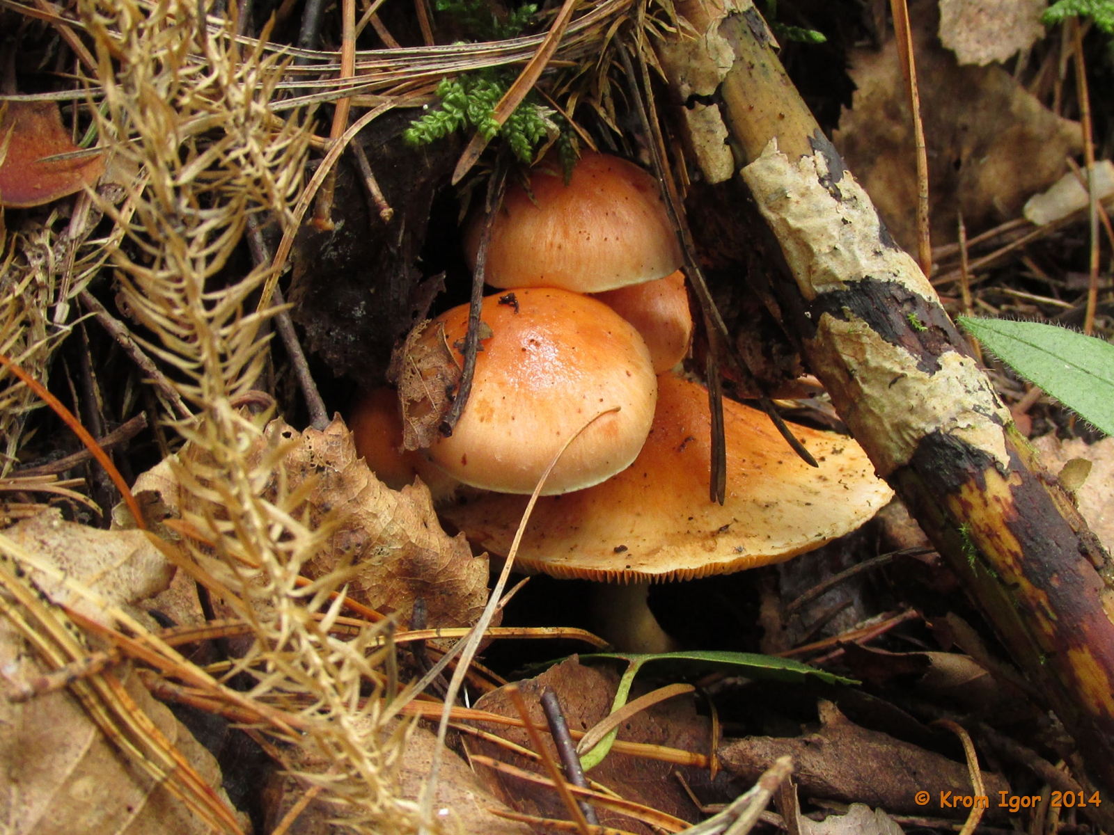 Pholiota_astragalina_19_KIY_20140810.jpg