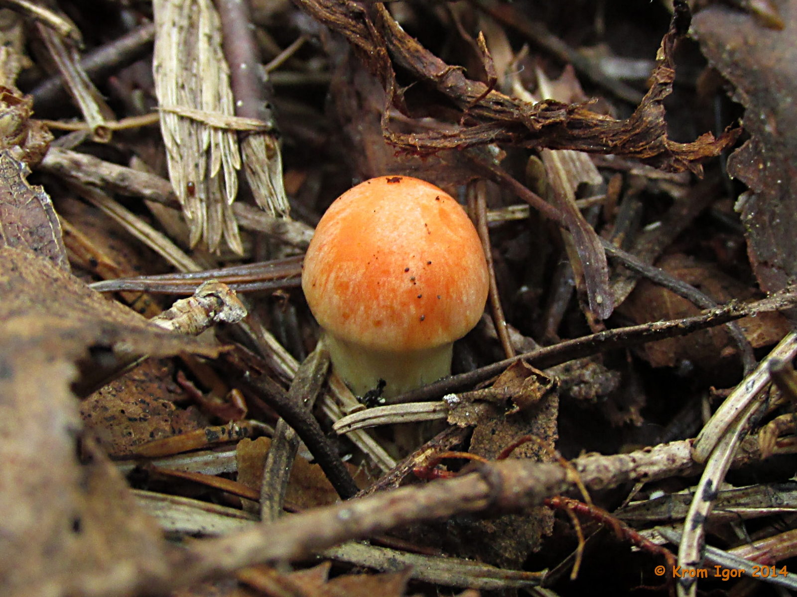Pholiota_astragalina_14_KIY_20140806.jpg