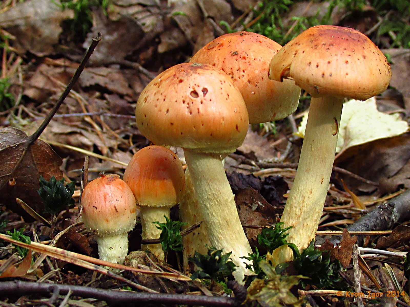 Pholiota_astragalina_13_KIY_20140814.jpg