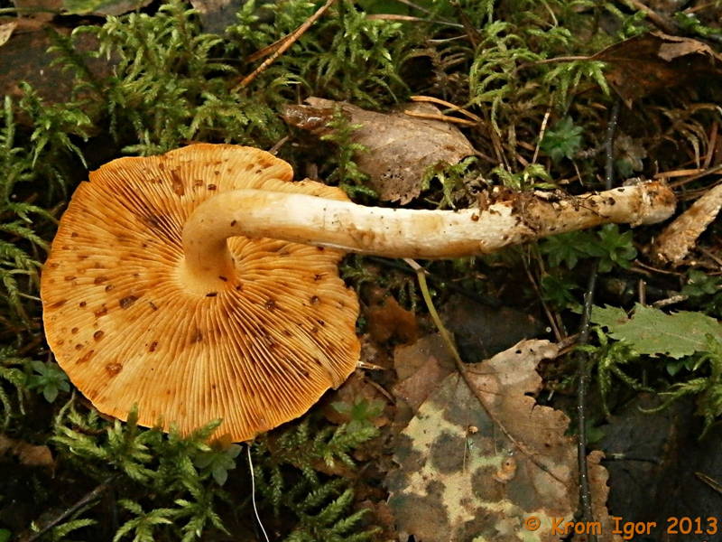 Pholiota_astragalina_11_KIY_20130824.jpg