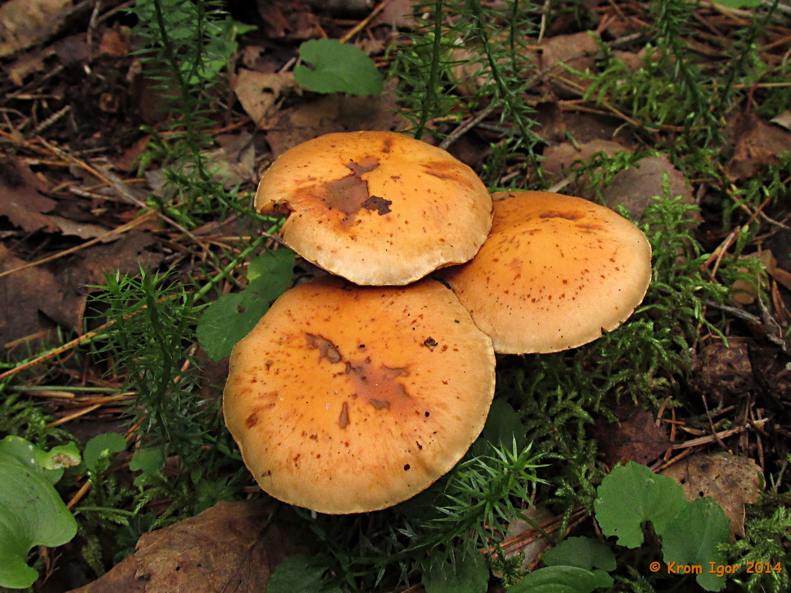 Pholiota_astragalina_21_KIY_20140810.jpg