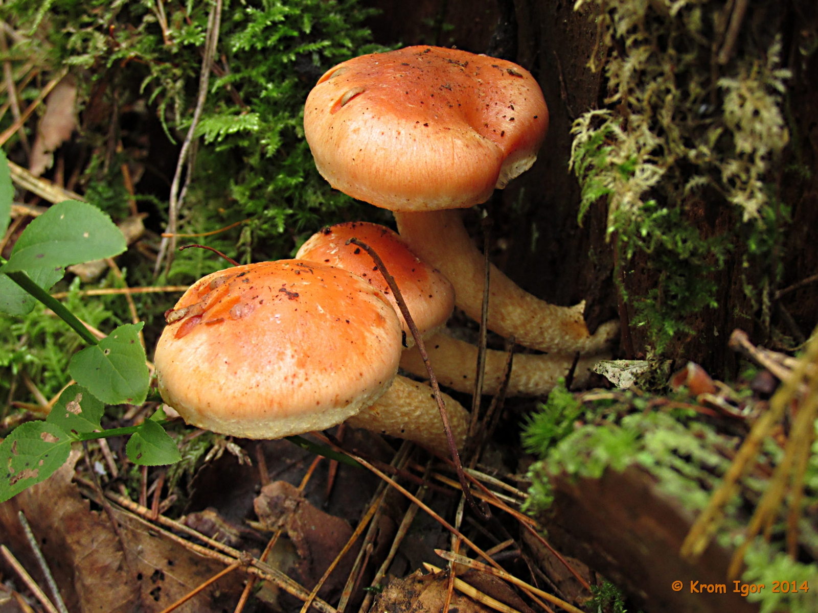 Pholiota_astragalina_17_KIY_20140810.jpg