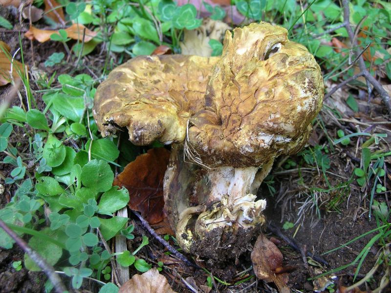 Albatrellus cristatus_we3.jpg