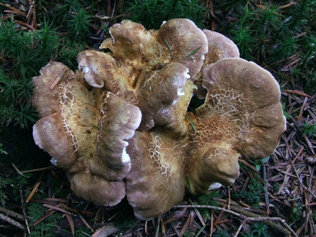 Albatrellus_cristatus_BS11.jpg