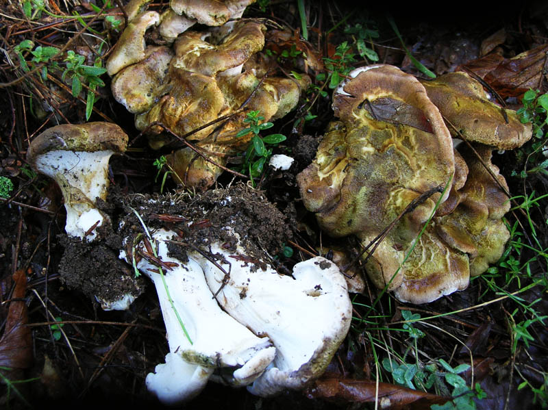 Albatrellus cristatus_web2.jpg