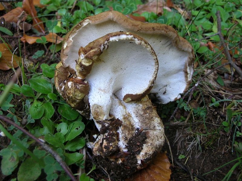 Albatrellus cristatus_web4.jpg