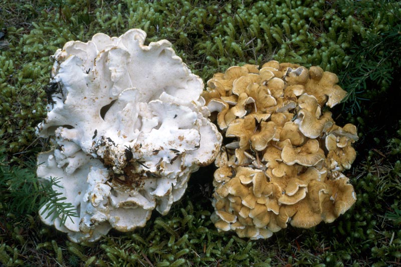 Albatrellus dispansus %3 Steve Trudell.jpg