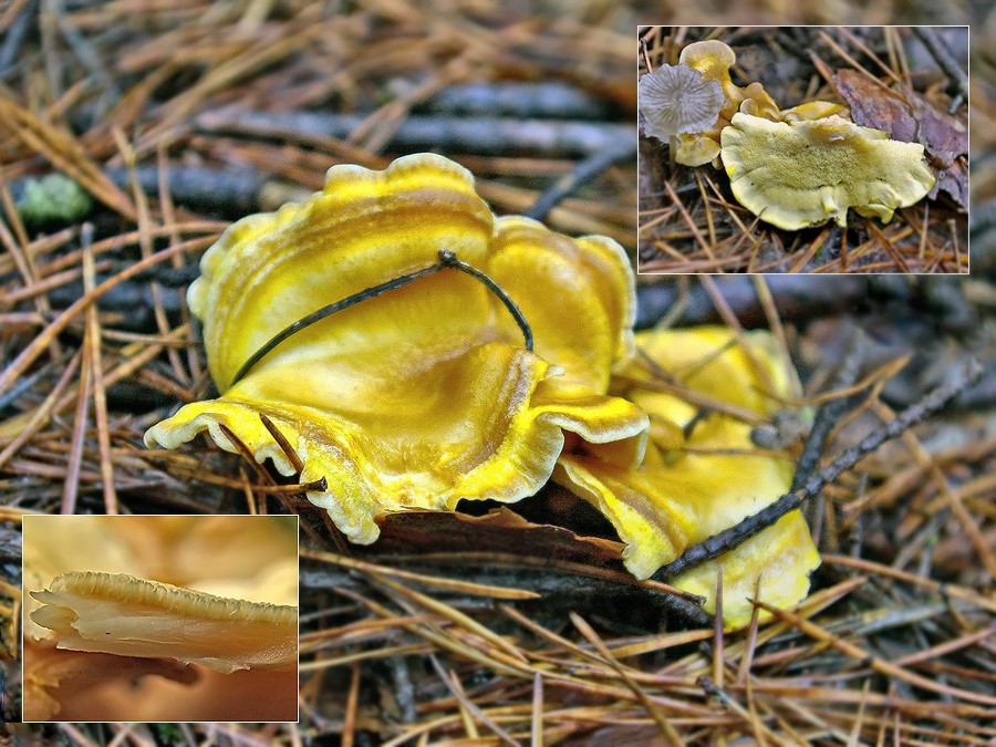 Albatrellus-syringae_08.jpg