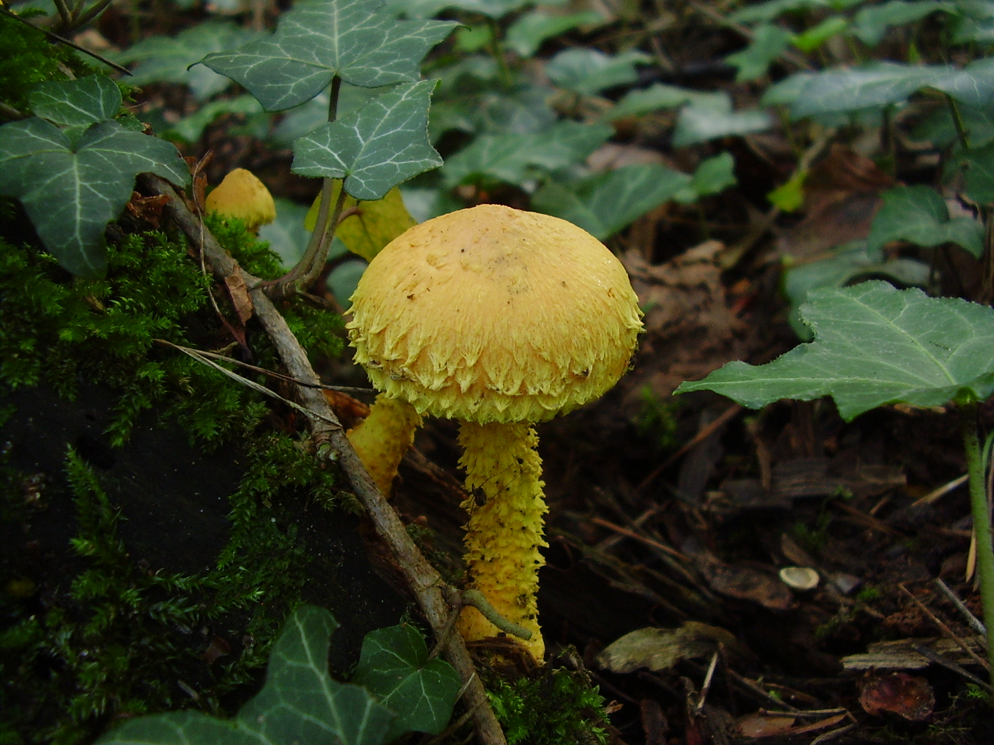 Pholiota_flammans2.JPG
