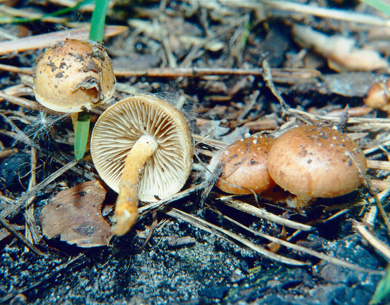Pholiota_highlandensis,_Carbofil1.jpg