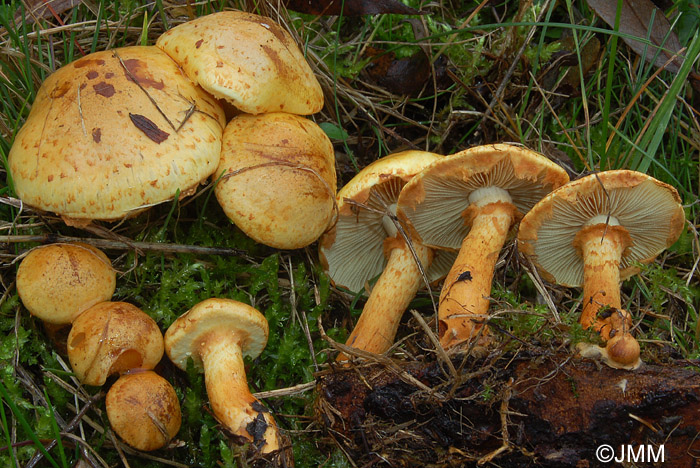 Pholiota lucifera 2.JPG