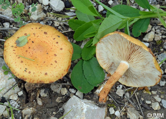 Pholiota lucifera 3.jpg