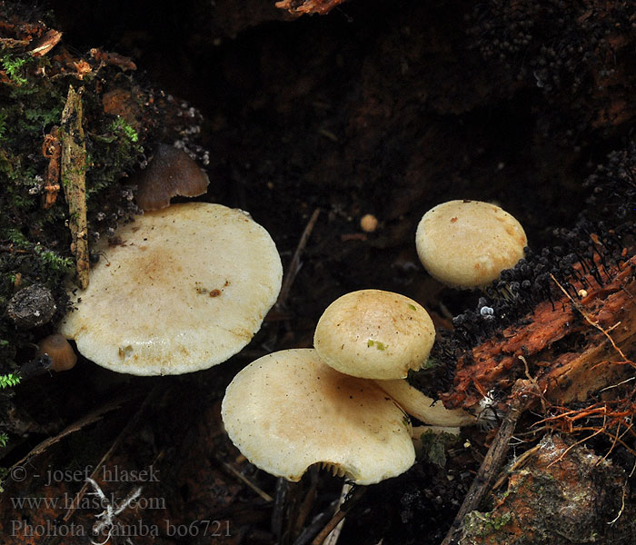 pholiota_scamba_bo6721.jpg