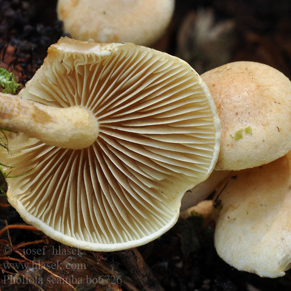 pholiota_scamba_bo6726.jpg