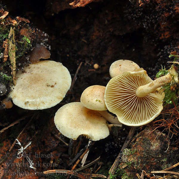 pholiota_scamba_bo6725.jpg