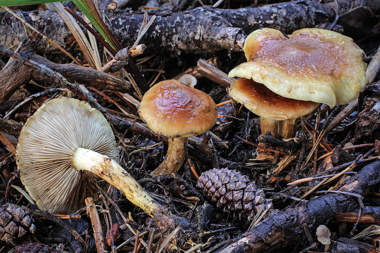 Pholiota_spumosa_fs-03.jpg