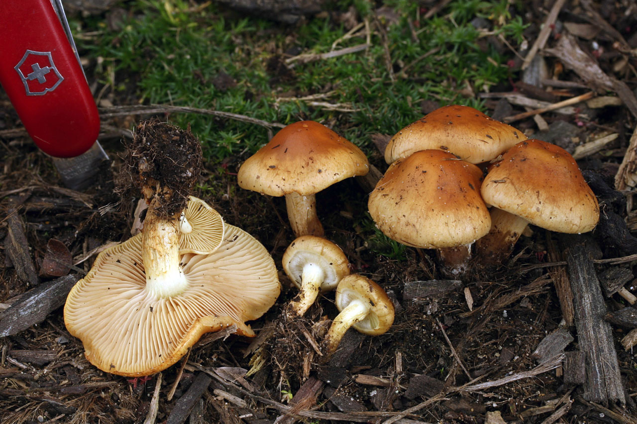 Pholiota_spumosa(fs-02).jpg