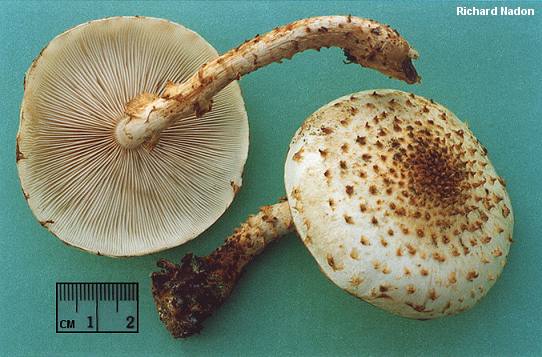 nadon_pholiota_squarrosoides_03.jpg