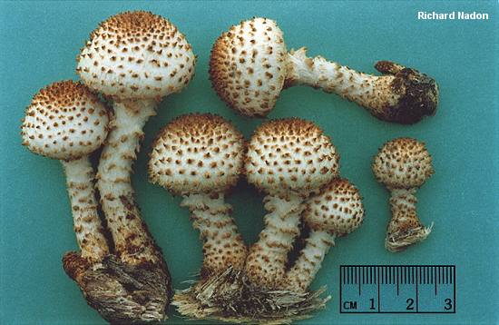 nadon_pholiota_squarrosoides_02.jpg