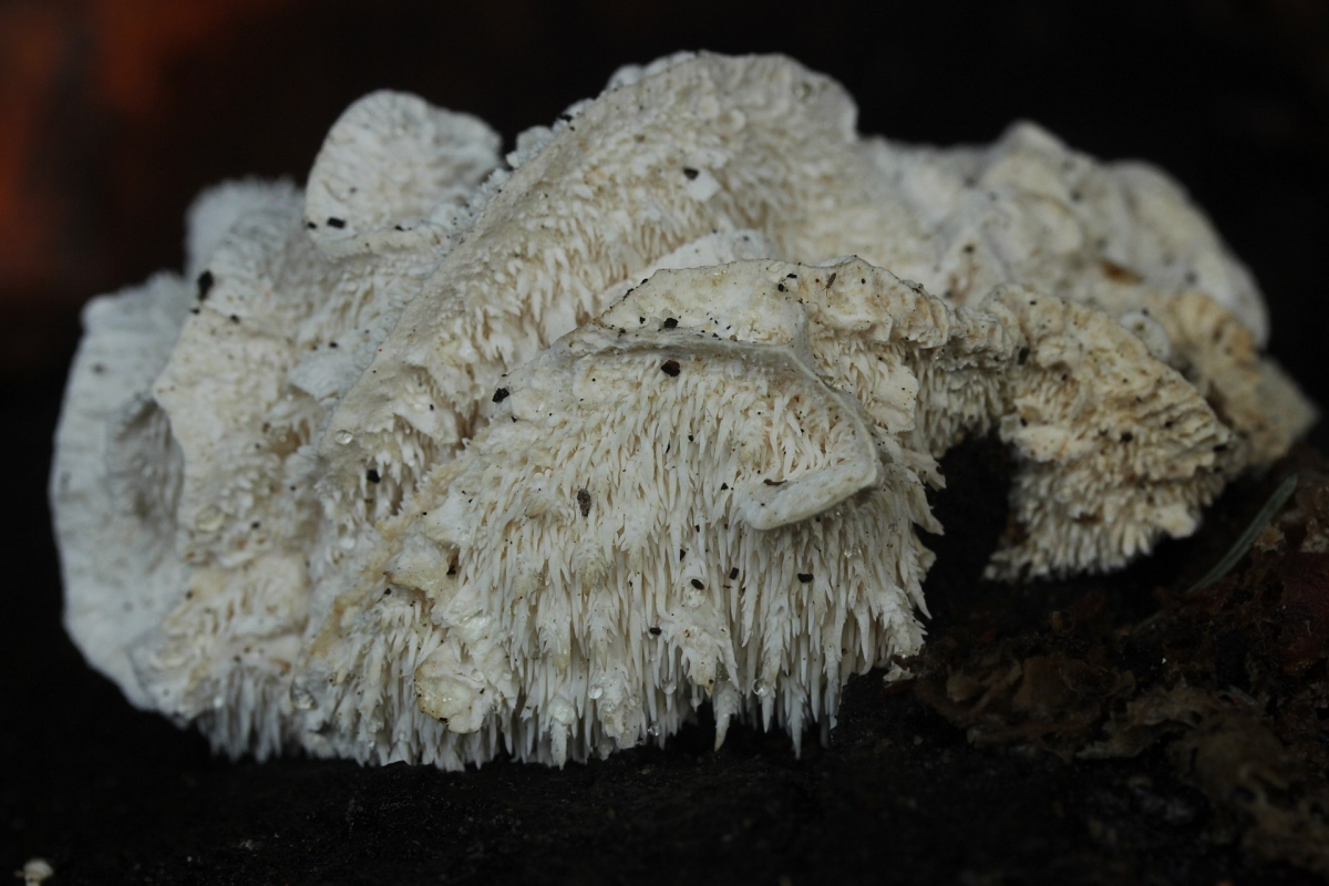 Hericium_cirrhatum_(37334516990).jpg