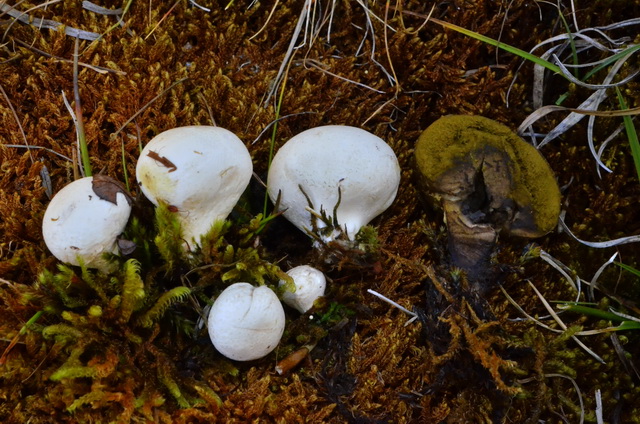 Bovista_paludosa g.jpg