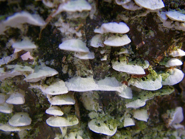 ヒメシロカイメンタケ(4-1) (2).jpg