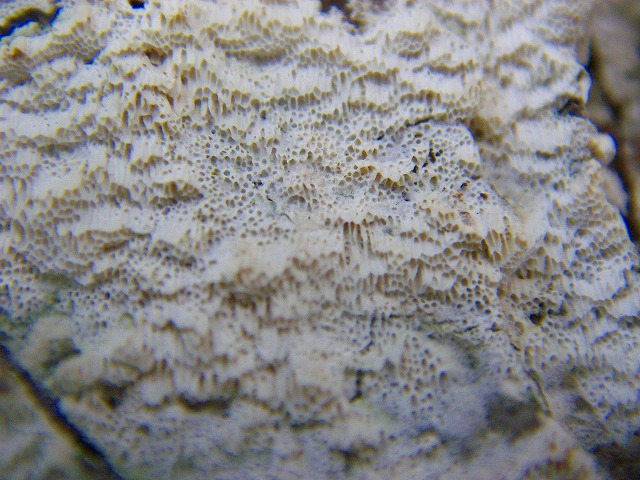 ヒメシロカイメンタケ(4-1) (3).jpg