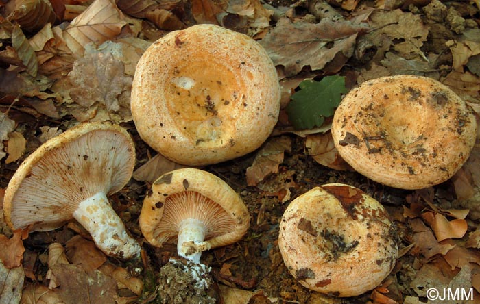 Lactarius acerrimus 1.JPG