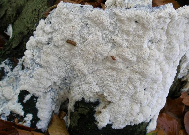 Oxyporus latemarginatus Meene 28-10-08 (2)6588530.jpg