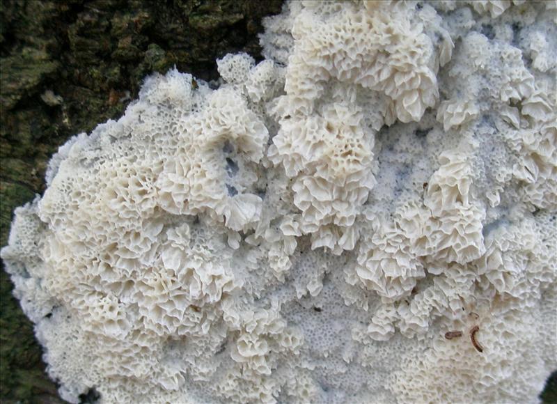 Oxyporus latemarginatus Meene 28-10-08 (3)8381650 (1).jpg