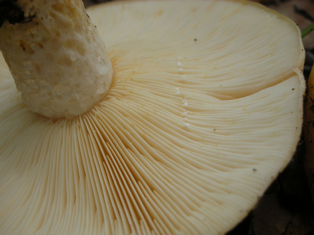 1280px-Lactarius_alnicola_34217.jpg