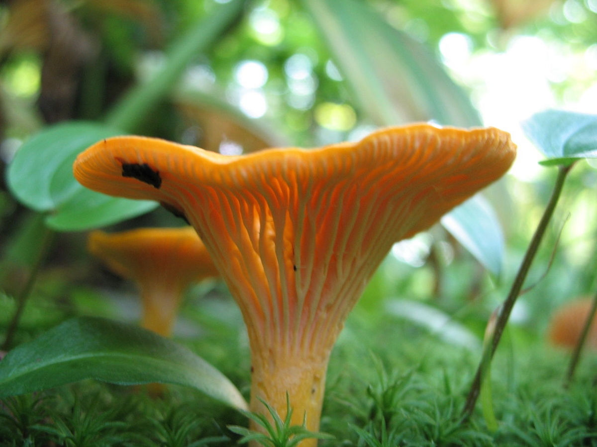 1280px-Chanterelle.jpg