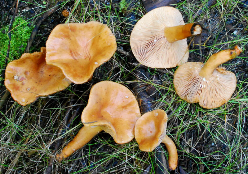 Lactarius alpinus 20156_small.jpg