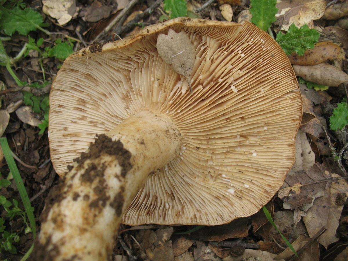 1280px-Lactarius_argillaceifolius_var._megacarpus_37918.jpg