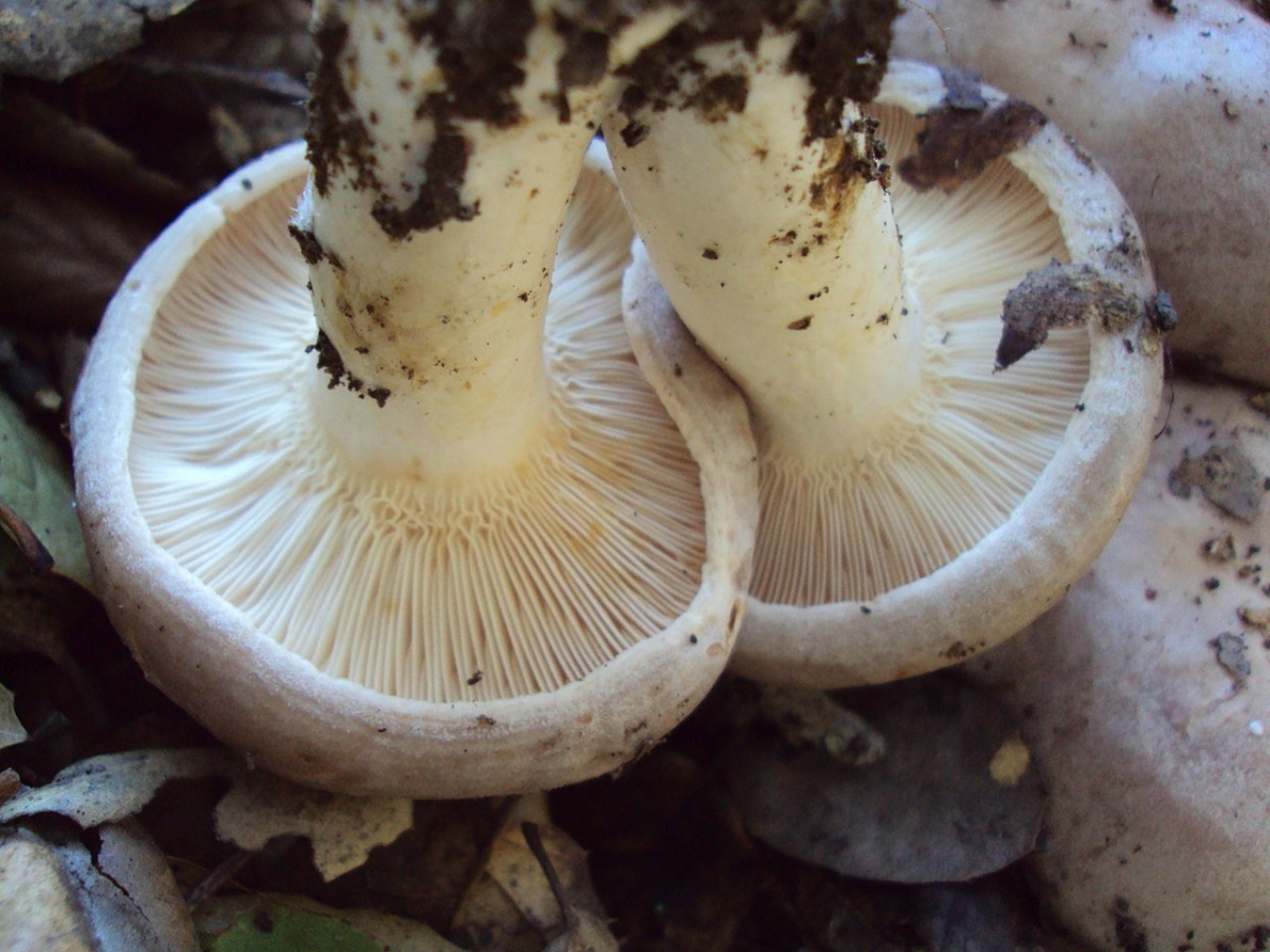 1280px-Lactarius_argillaceifolius_var._megacarpus_65964.jpg