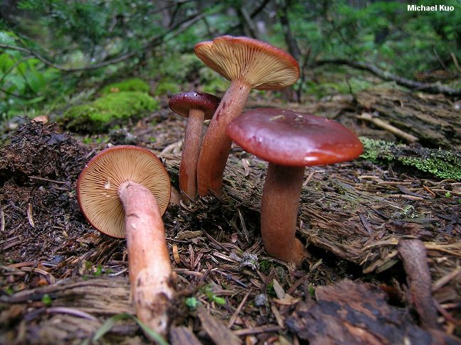 lactarius_badiosanguineus_03.jpg
