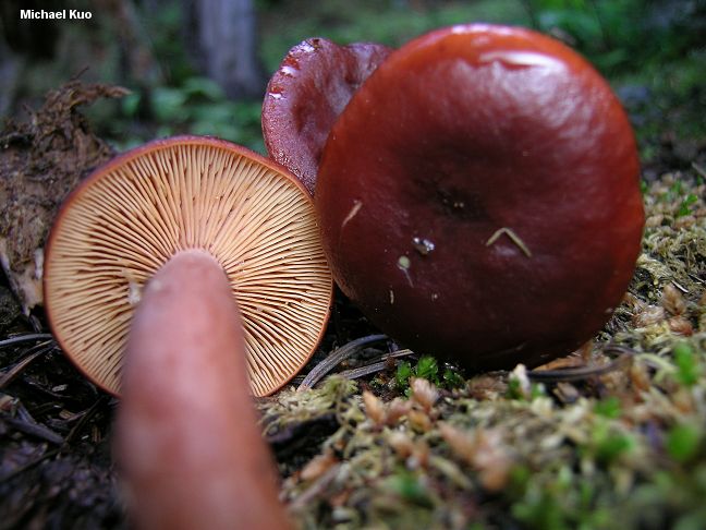 lactarius_badiosanguineus_02.jpg