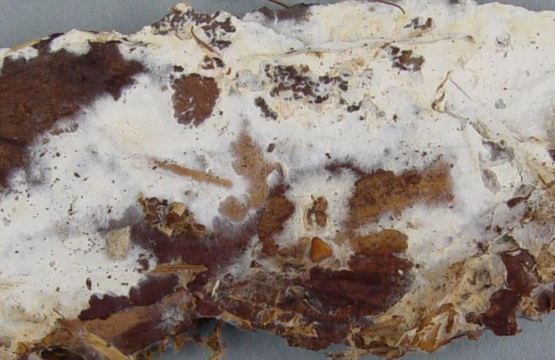 Fibulomuces mutabilis fresh De Lutte 16-9-06912618.jpg