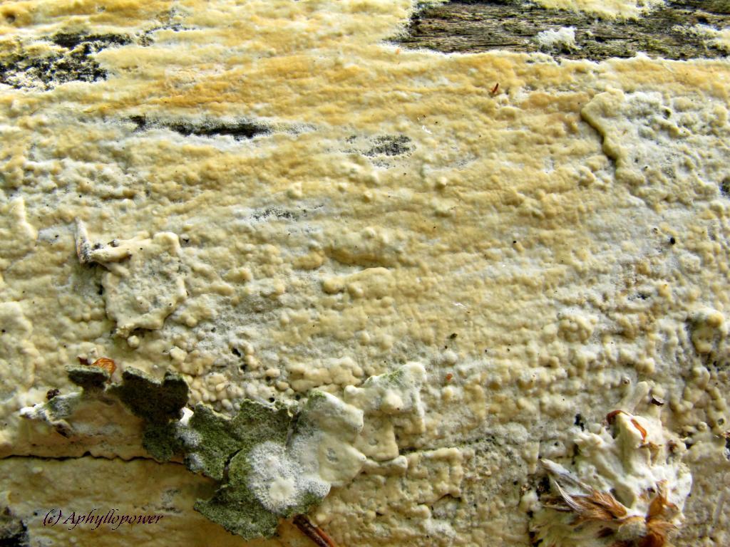 P.calotricha (13).komp.Blog.jpg