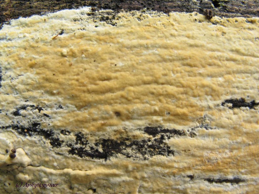 P.calotricha (12).komp.Blog.jpg