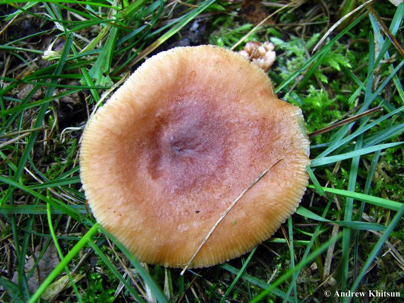 Lactarius_carbonicola__Black_Hawk__4_.JPG