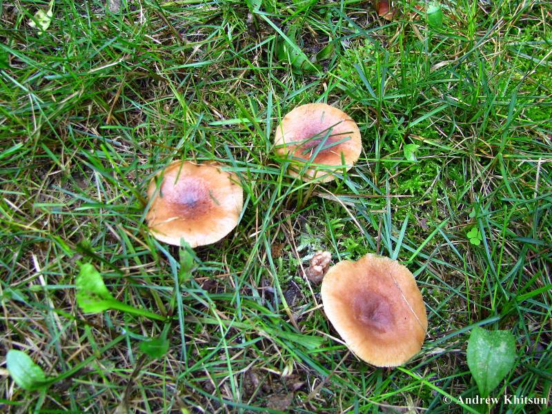 Lactarius_carbonicola__Black_Hawk__3_.JPG