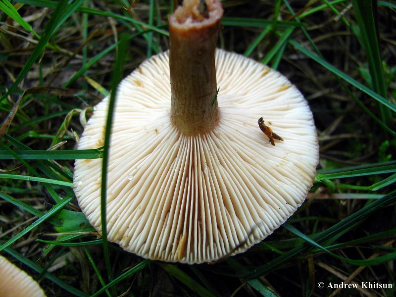Lactarius_carbonicola__Black_Hawk__2_.JPG