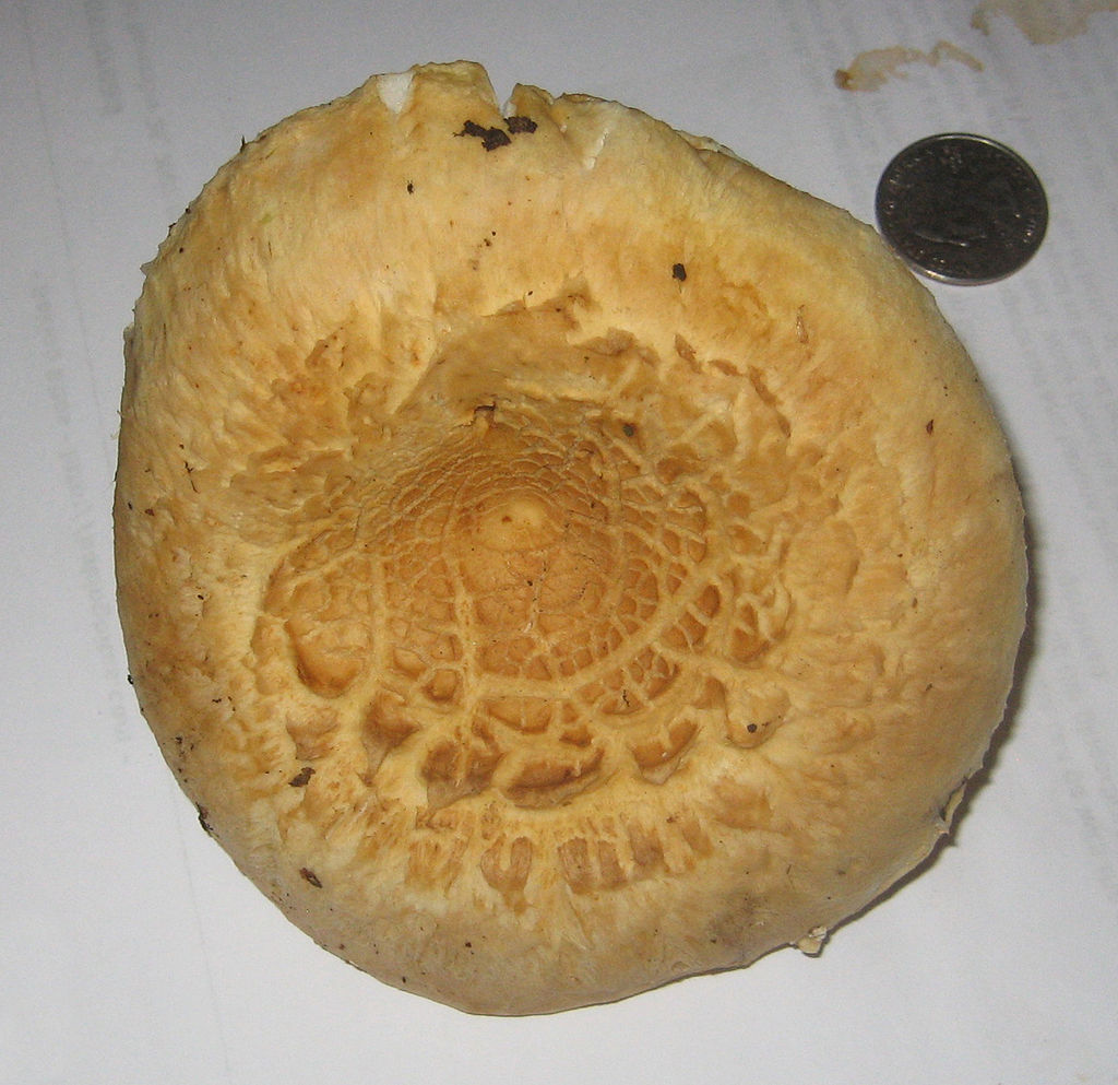 Lactarius_deceptivus_56432.jpg