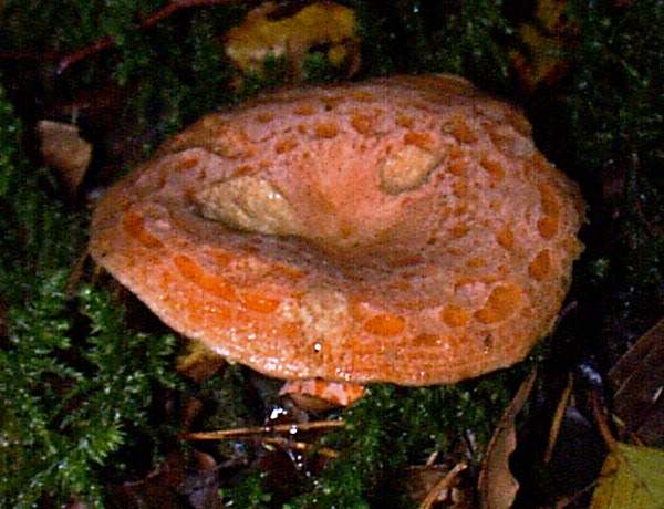 lactarius-deliciosus1.jpg