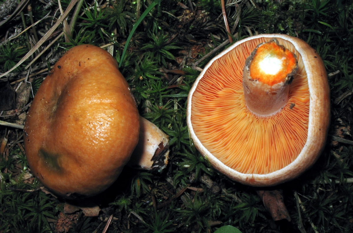 Lactarius_deterrimus_(2).JPG