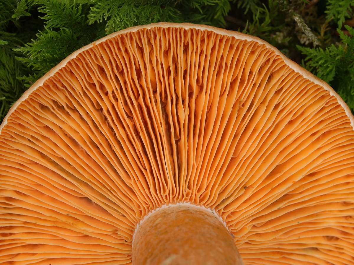 1280px-2011-07-31_Lactarius_deterrimus_3.jpg