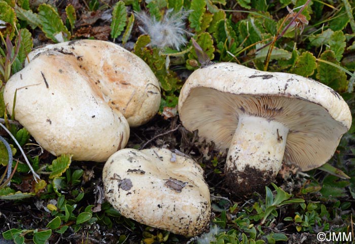 Lactarius dryadophilus 1.jpg
