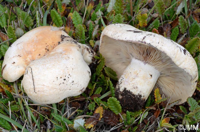 Lactarius dryadophilus 3.jpg